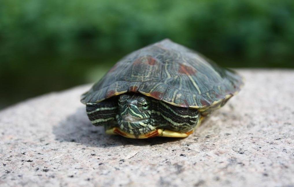 乌龟记仇的表现