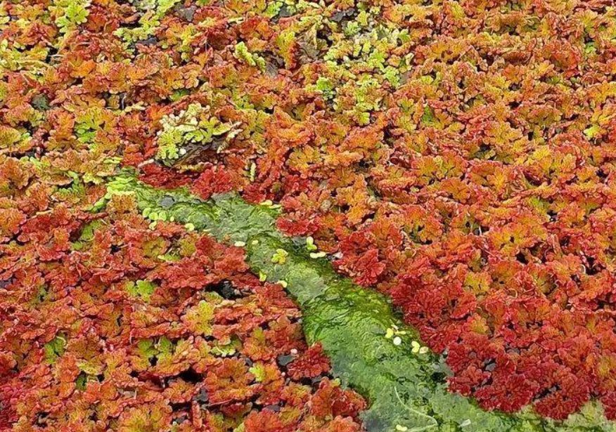 自然界里满江红是什么