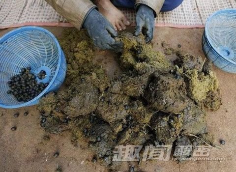 牛粪有的是2的介绍