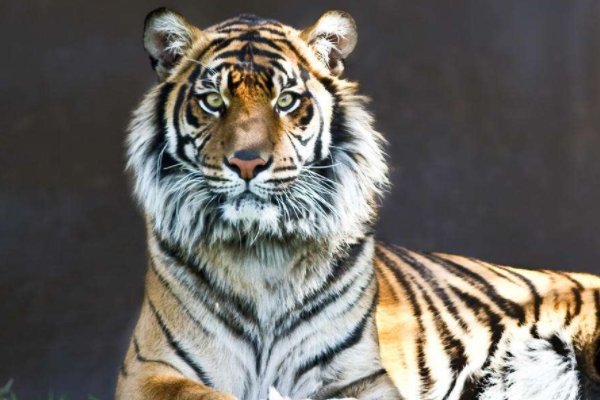 点滴归公比喻什么动物