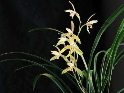 兰若生春夏 芊蔚何青青全诗