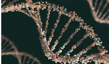 完整人类基因组首次被破译，本研究成果的关键进展利用了什么新的技术设备？