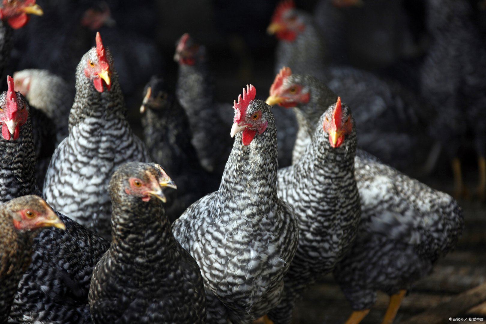 喜欢欺骗他人，不可以相信的生肖有哪几个呢？