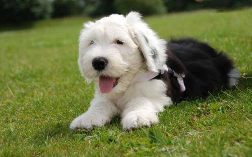 谁知道古牧犬好养吗，朋友说养了之后像多了一个孩子，真的吗？