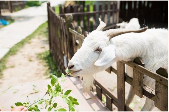 愤发有为,打一生肖