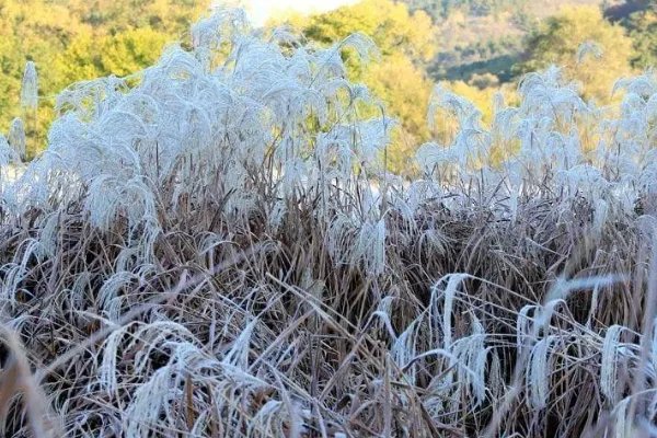 江苏可能迎来霜冻，过早降温会否对秋收造成影响？