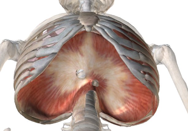 罗底肉学名是什么