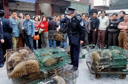 杭州多个市场仍在售卖野味，为何总有人不吸取教训？