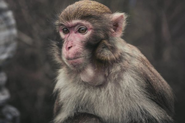 十月怀胎指一生肖