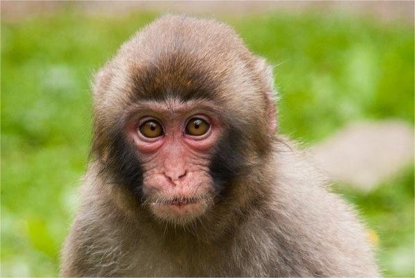 捉贼见赃打一生肖动物