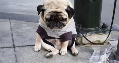 狗狗会有心事吗？会有哪些心事？