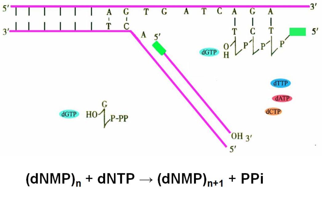 限制性内切酶和核酸外切酶有何异同点？