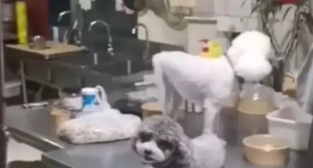 两只狗在商家操作台偷吃，商家当做没看见，这样的外卖你敢吃吗？
