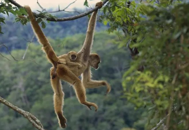 桃花流水是什么肖