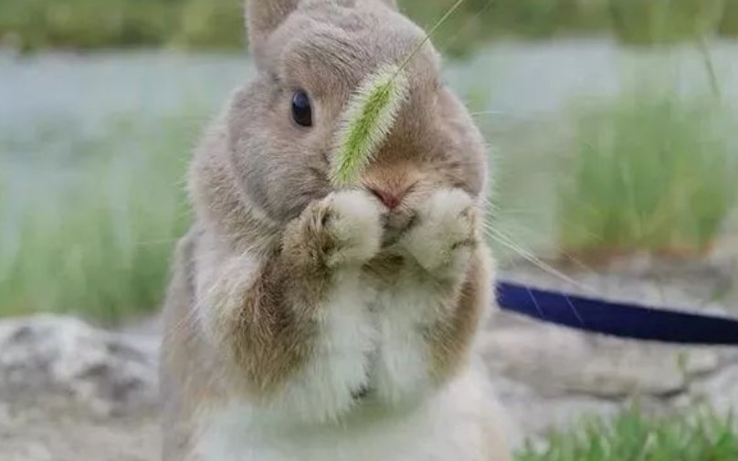 小兔子嘴巴周围都是湿的，胸前也是，是怎么了？