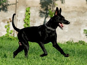 纯黑色的大型狗都有哪些呢？