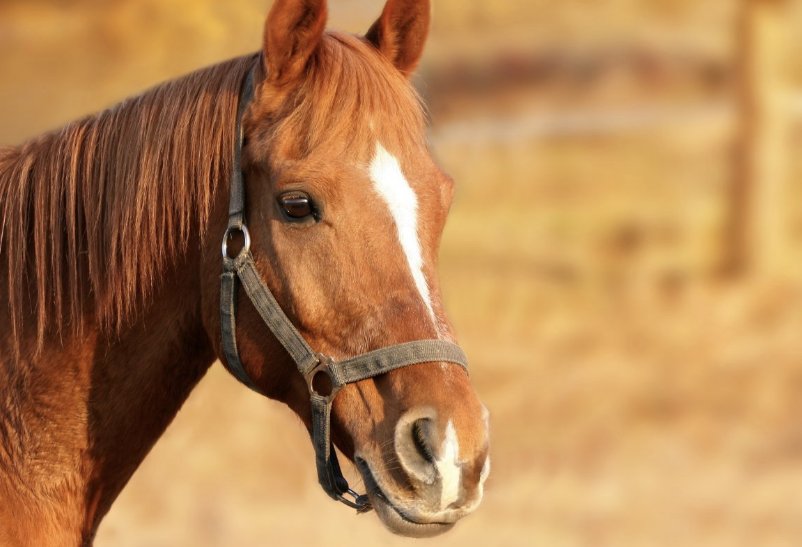 举重若轻代表什么生肖最佳答案