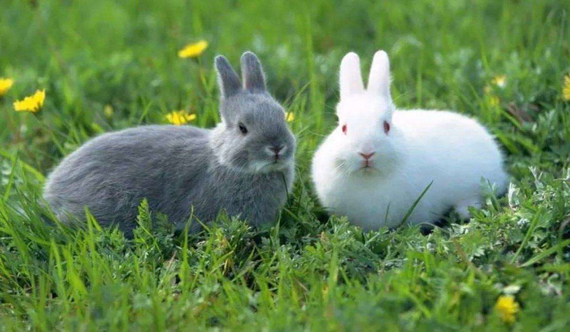 兔子的英文单词怎么写