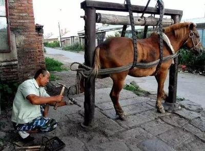 为什么要给马钉马掌，铁钉牢牢钉在马蹄上，马不疼吗？