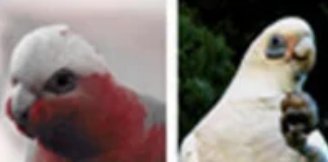 我国已经发现鸟类大约多少种