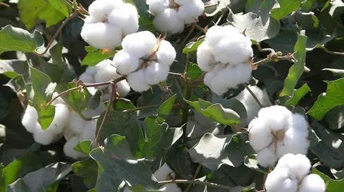 炎热天气推动全球棉花价格上涨30%，下半年价格上涨会持续吗？