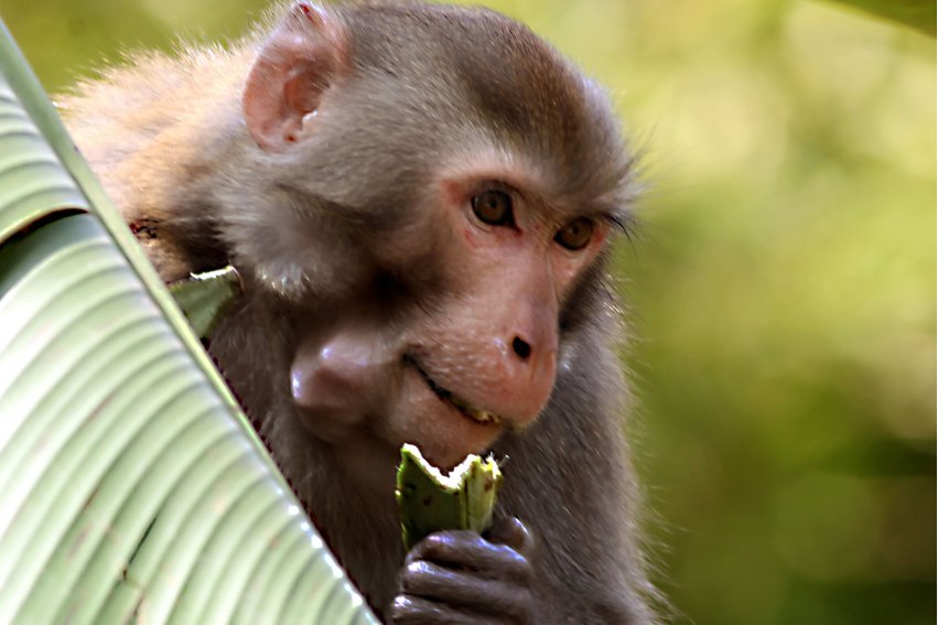 重出江湖比喻什么生肖