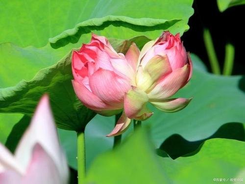 南京玄武湖并蒂莲被游客摘下，这游客素质为何这么低？