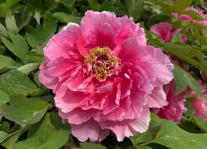 牡丹花在什么时候开花几点钟