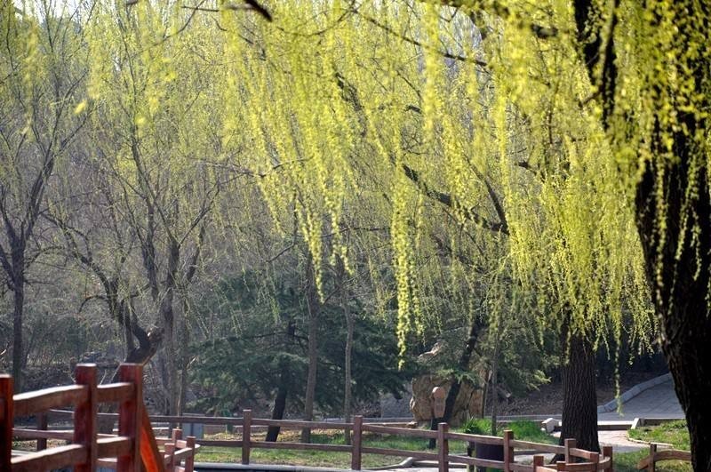 清风什么细柳怎么写？