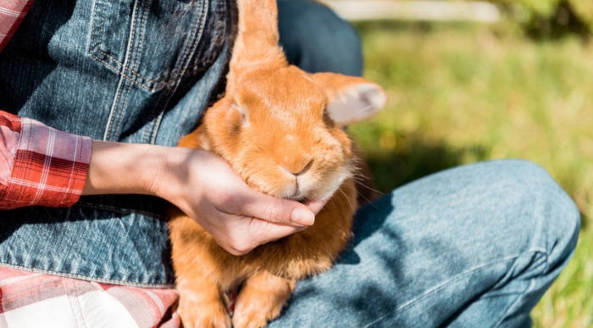 兔子的英文单词怎么写