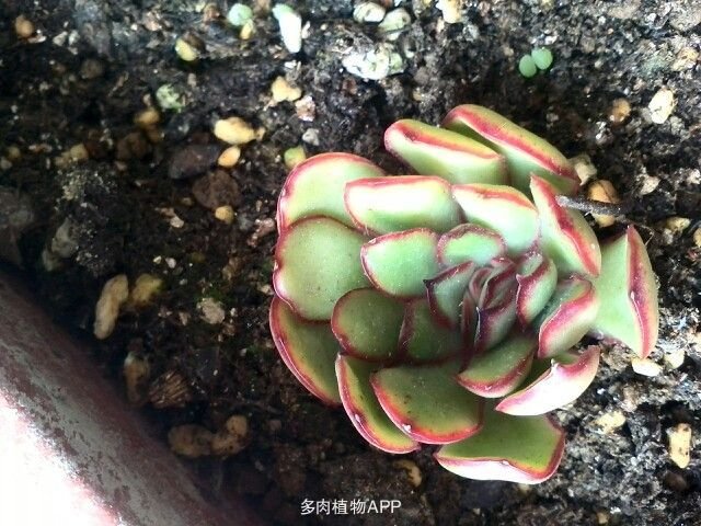 灵欲轨道的影片介绍