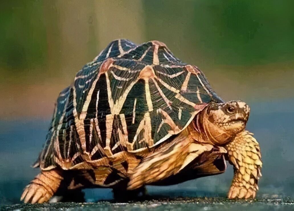 鸯龟什么意思组词