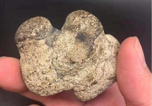 长与东风约今日暗香先返玉梅魂打一动物