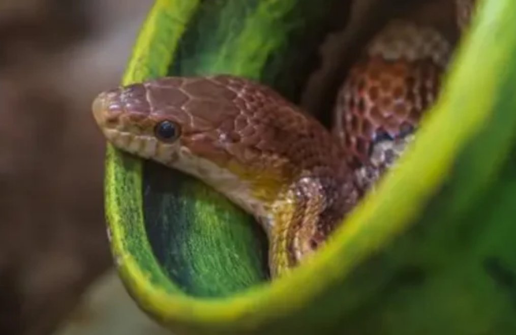 观者如山指一生肖