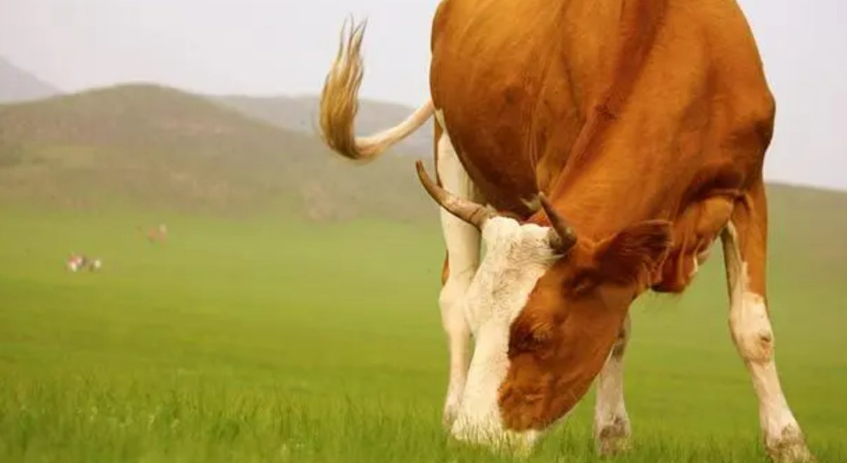 急如风火打一生肖动物