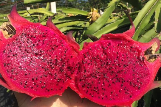 供财神最好的三种水果