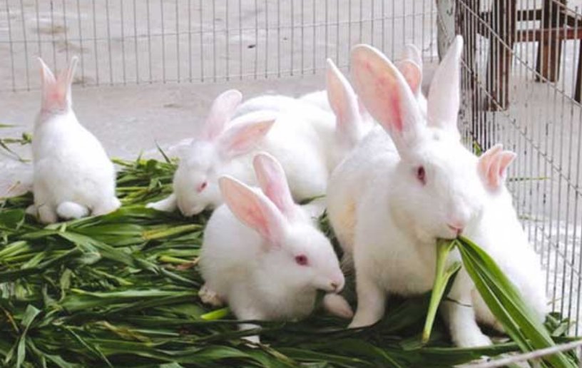 小兔子嘴巴周围都是湿的，胸前也是，是怎么了？