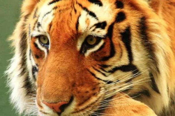 什么动物缺三短四