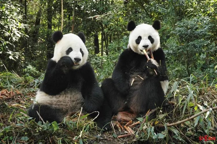 团团怀疑是恶性肿瘤，用脚拖着往前走，它的状态还能让其坚持多久？