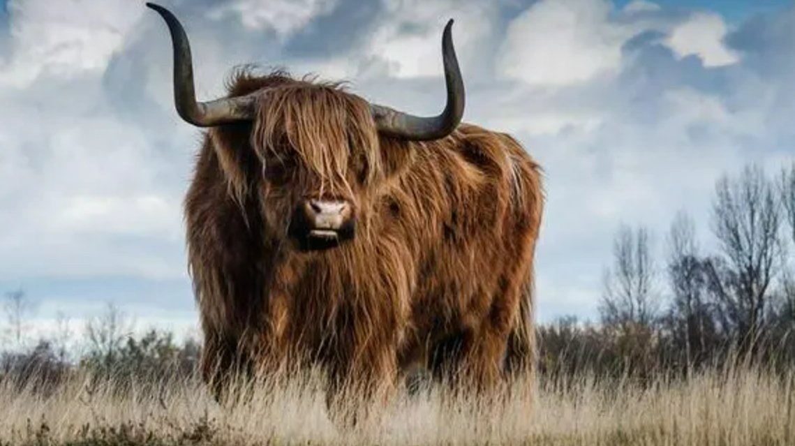 急如风火打一生肖动物