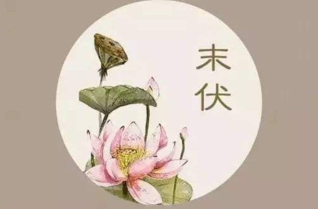 今年末伏是几月几号