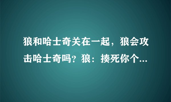 狼和哈士奇关在一起，狼会攻击哈士奇吗？狼：揍死你个丢人的东西