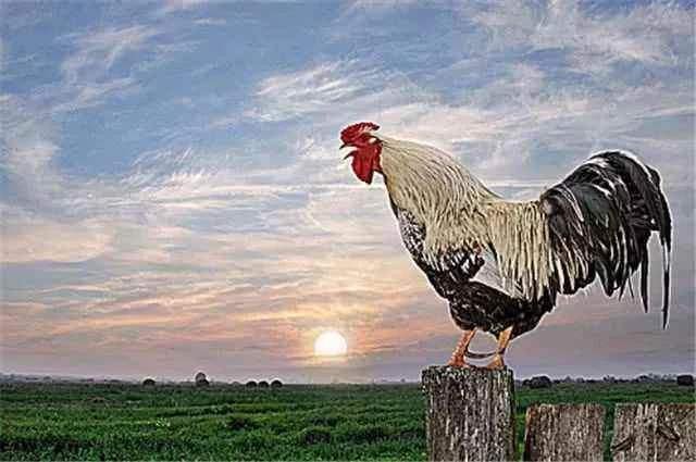 邻鸡惊晓打一动物和数字