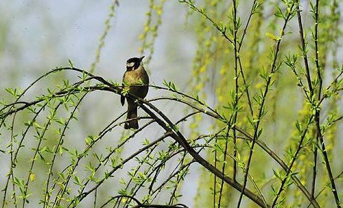 二月春风似剪刀，哪里的春风是最温柔，最风和日丽的？
