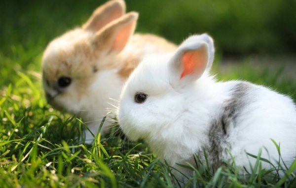 天上飞的是什么地上跑的是