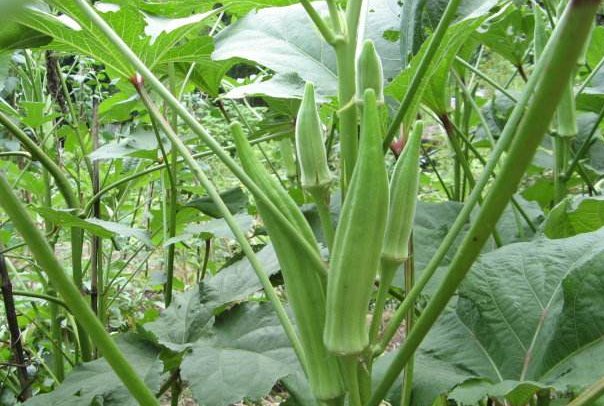 秋葵能和丝瓜一起吃吗