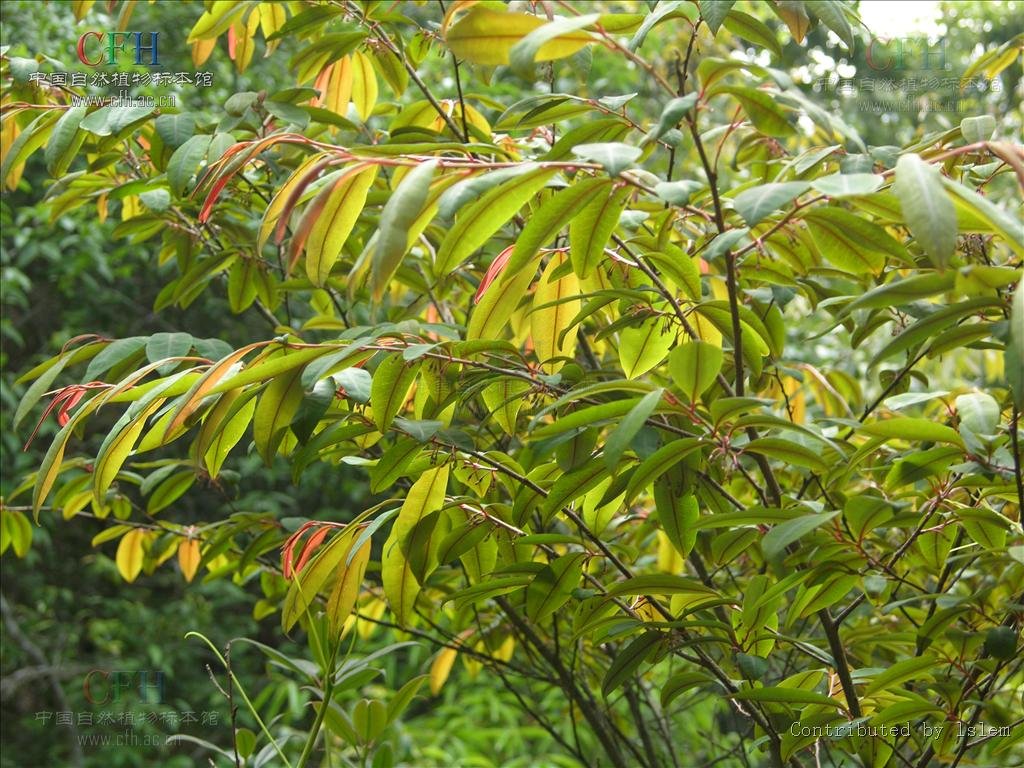 东方古柯的分类学