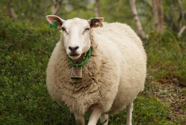 黑牛白角是什么生肖