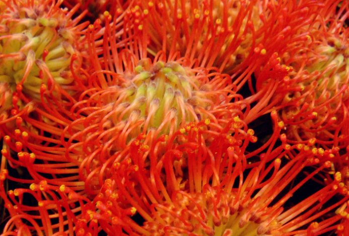 浮生若梦 彼岸无花 什么意思?