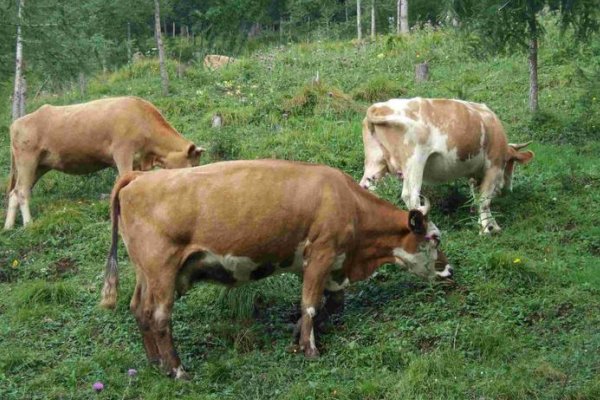 六畜指的是什么